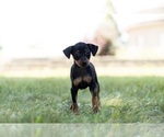 Small Photo #1 Miniature Pinscher Puppy For Sale in WARSAW, IN, USA
