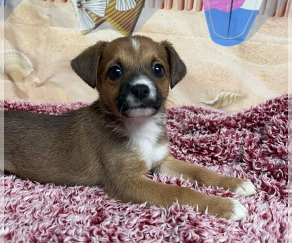 Medium Photo #1 Cheagle Puppy For Sale in Lakewood, CO, USA