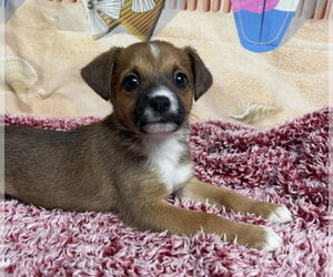 Cheagle Dogs for adoption in Lakewood, CO, USA