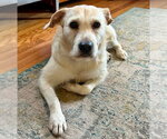 Small #11 Labrador Retriever Mix