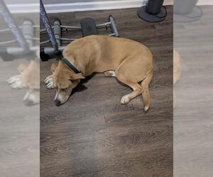 German Shepherd Dog-Siberian Husky Mix Dogs for adoption in San Antonio, TX, USA