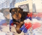 Small #1 Yorkshire Terrier