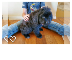 Newfoundland Puppy for sale in CARR, CO, USA