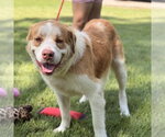 Little T - Male Australian Shepherd Dog for Adoption - Small photo
