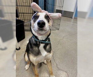 Collie Dogs for adoption in Salinas, CA, USA