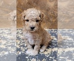 Small Photo #13 Cockapoo Puppy For Sale in PIONEER, CA, USA