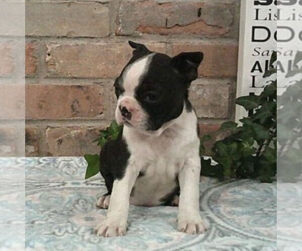 Medium Photo #3 Boston Terrier Puppy For Sale in HOT SPRINGS, SD, USA