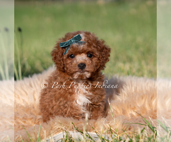 Medium Photo #2 Goldendoodle (Miniature) Puppy For Sale in WARSAW, IN, USA