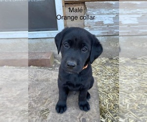 Medium Labrador Retriever