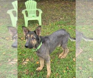 Paul Mccartney - Male German Shepherd Dog Dog for Adoption - Photo #3