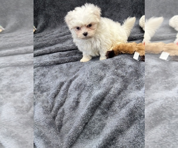 Medium Photo #17 Mal-Shi Puppy For Sale in SILEX, MO, USA