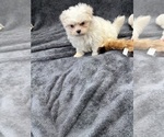 Small Photo #17 Mal-Shi Puppy For Sale in SILEX, MO, USA