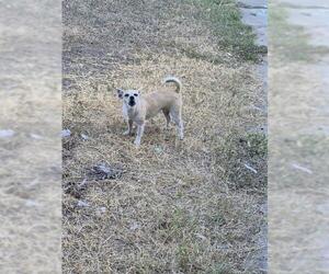 Chihuahua-Unknown Mix Dogs for adoption in San Antonio, TX, USA