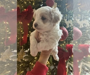 Maltipoo (Miniature) Puppy for sale in HIGHLAND VILL, TX, USA