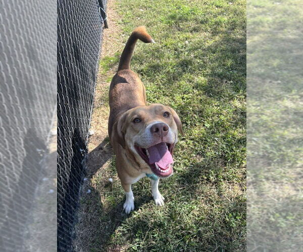 Medium Photo #6 Bogle Puppy For Sale in Evansville, IN, USA
