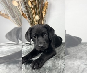 Labrador Retriever Puppy for sale in GREENWOOD, IN, USA