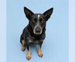 Small Texas Heeler
