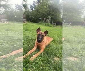 Mutt Dogs for adoption in Minneapolis, MN, USA