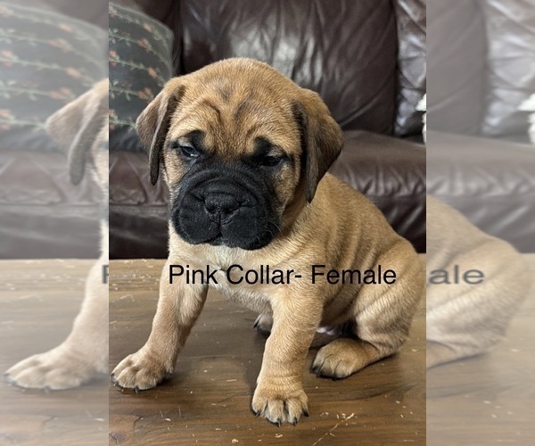 Medium Photo #1 Bullmastiff Puppy For Sale in MARYSVILLE, OH, USA