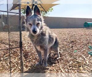 Chihuahua Dogs for adoption in Orange, CA, USA