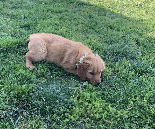 Medium Photo #3 Golden Retriever Puppy For Sale in CLEVER, MO, USA