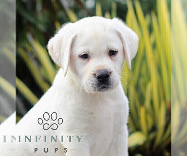 Medium Photo #4 Labrador Retriever Puppy For Sale in GORDONVILLE, PA, USA