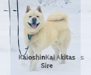 Father of the Akita puppies born on 03/08/2025
