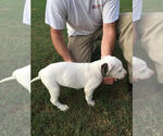 Small Photo #3 American Bulldog Puppy For Sale in NORTH AUGUSTA, SC, USA