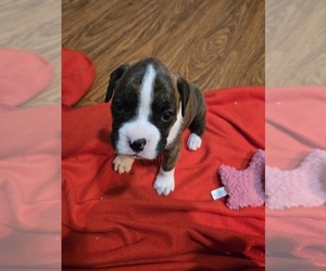 Boxer Puppy for sale in SAINTE GENEVIEVE, MO, USA