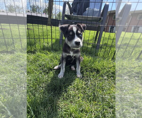 Medium Photo #4 Siberian Husky-Unknown Mix Puppy For Sale in Springdale, PA, USA