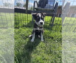 Small #3 Siberian Husky Mix
