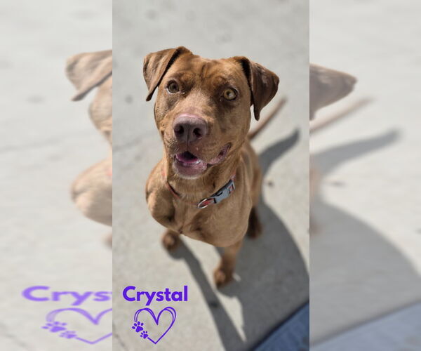 Medium Photo #22 American Pit Bull Terrier-American Staffordshire Terrier Mix Puppy For Sale in Monte Vista, CO, USA