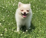 Small Pomeranian