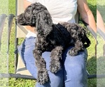 Small Photo #5 Poodle (Standard) Puppy For Sale in LEXINGTON, GA, USA