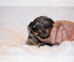 Small Photo #3 Poodle (Toy)-YorkiePoo Mix Puppy For Sale in DYERSBURG, TN, USA