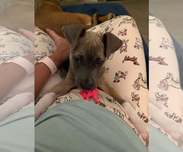 Medium Photo #2 Mutt Puppy For Sale in Mount Pleasant, SC, USA