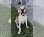 Small #1 Labrador Retriever Mix