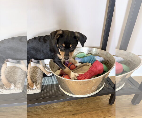 Medium Photo #2 Jack Chi Puppy For Sale in Ball Ground, GA, USA