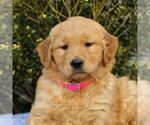 Small Photo #2 Golden Retriever Puppy For Sale in LITITZ, PA, USA