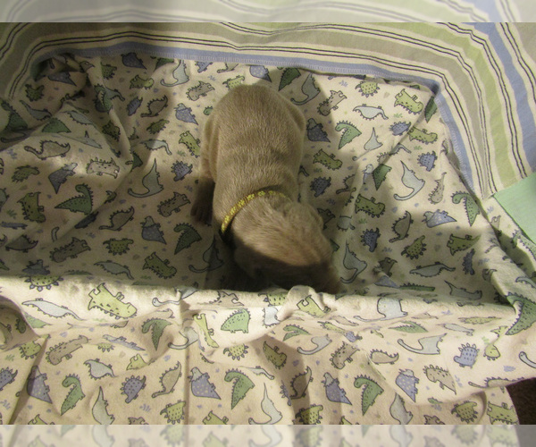 Medium Photo #2 Weimaraner Puppy For Sale in LAS ANIMAS, CO, USA