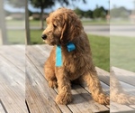 Small Photo #4 Goldendoodle Puppy For Sale in KISSIMMEE, FL, USA