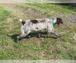 Small Photo #1 German Wirehaired Pointer Puppy For Sale in SNOW CAMP, NC, USA