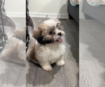Small Photo #5 Shih Tzu Puppy For Sale in MARTINSVILLE, IN, USA