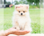 Puppy Amira Pomeranian