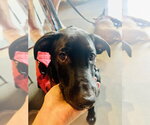 Small #9 Labrador Retriever Mix