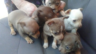 Chihuahua Puppy for sale in KENNER, LA, USA