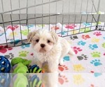 Small #3 Shih Tzu