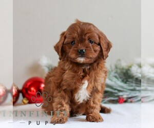 Cavapoo Puppy for sale in LITITZ, PA, USA