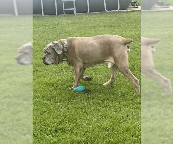 Medium Photo #2 Mutt Puppy For Sale in Jackson Township, NJ, USA