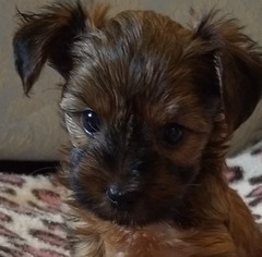 Yorkshire Terrier Puppy for sale in SAN ANTONIO, TX, USA